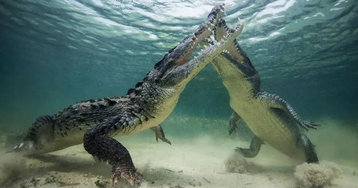 82 Best Wildlife Photos Of 2017 Were Just Announced And The Winning Pic Is Making Everyone Angry And Sad