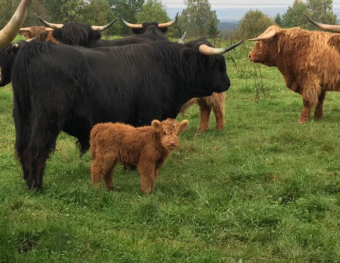 brown baby calf surrounded by adult calves 