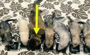 Adorable Little Kitten Called Komari Was Rescued, Now She Thinks She’s A Ferret
