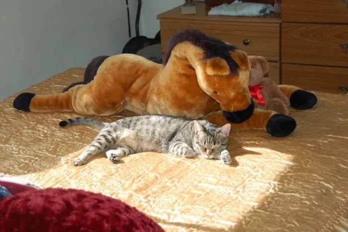 The Menagerie
