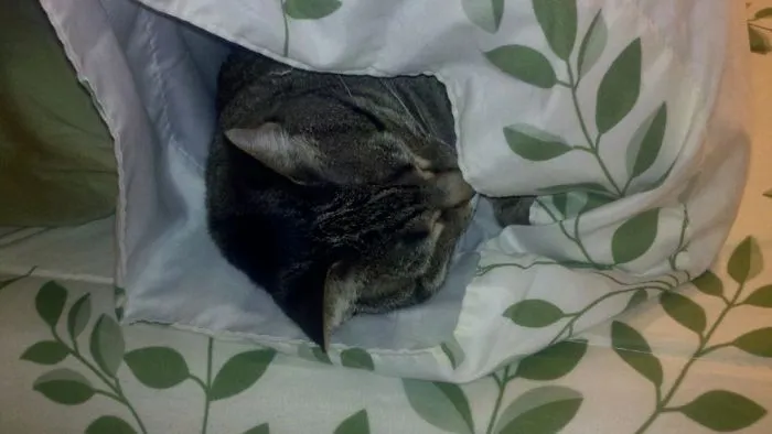 Good Thing I Didn't Try To Fluff Up The Pillow When Making The Bed