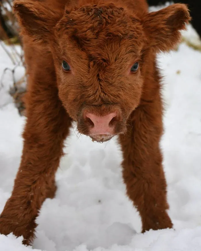 baby calf on a snow 