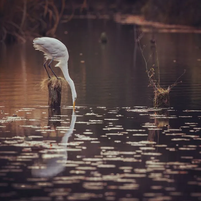 I Capture The Simple Beauty Of Nature In Japan