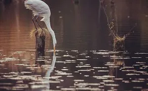 I Capture The Simple Beauty Of Nature In Japan