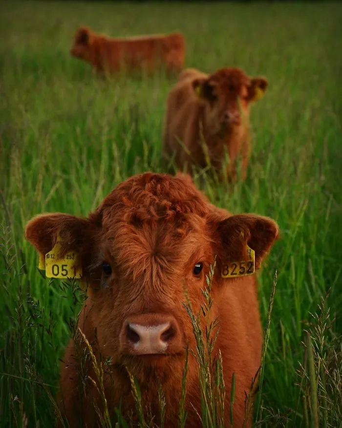 Si alguna vez estás triste, estos terneros de la raza Highland seguro que te hacen sonreír