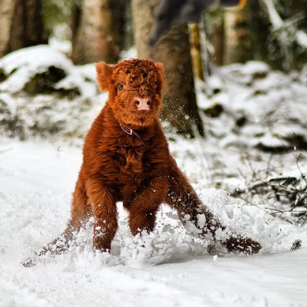 Si alguna vez estás triste, estos terneros de la raza Highland seguro que te hacen sonreír