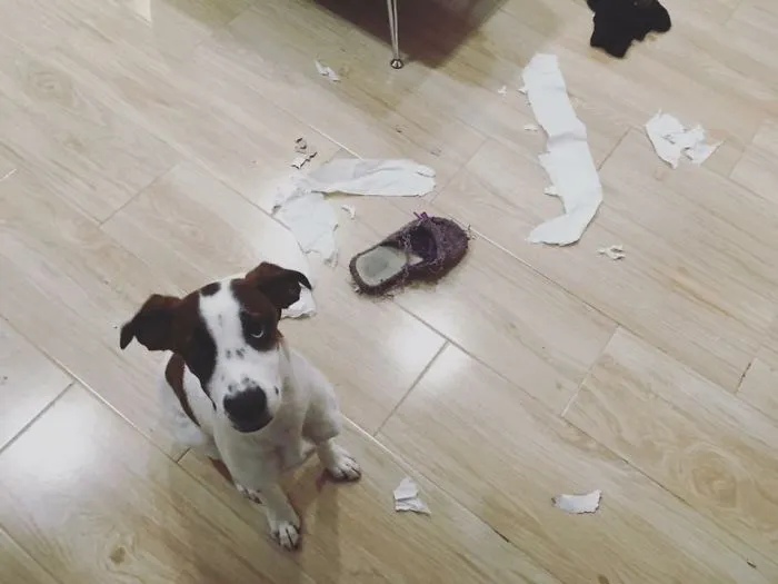 Not Guilty!!