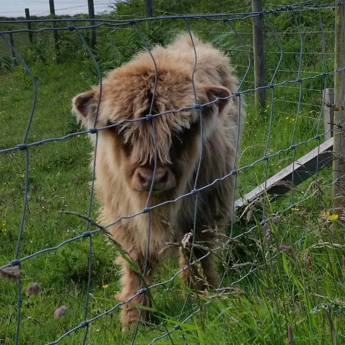 baby calf standing behind the fences 