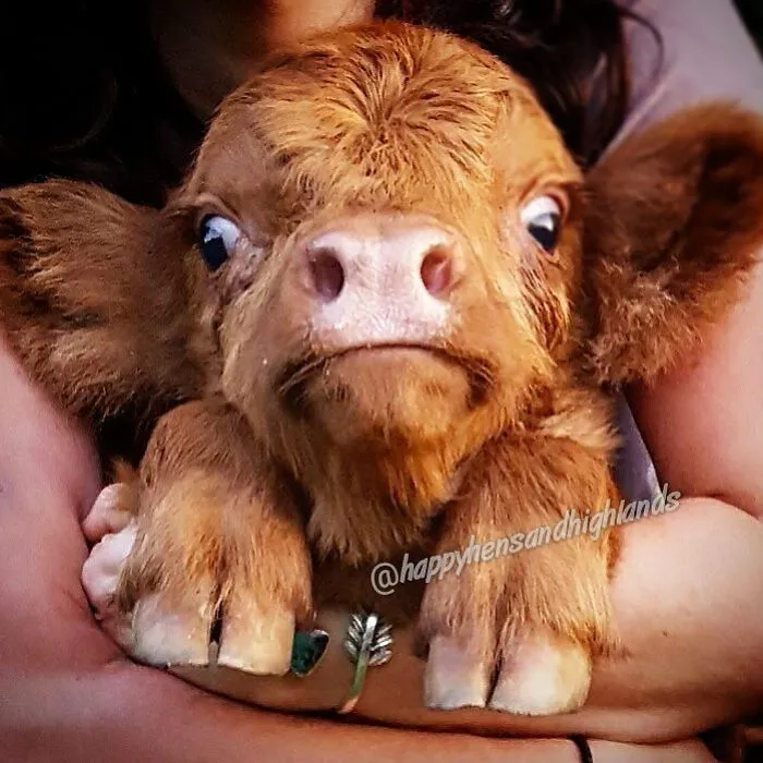 person holding baby calf 