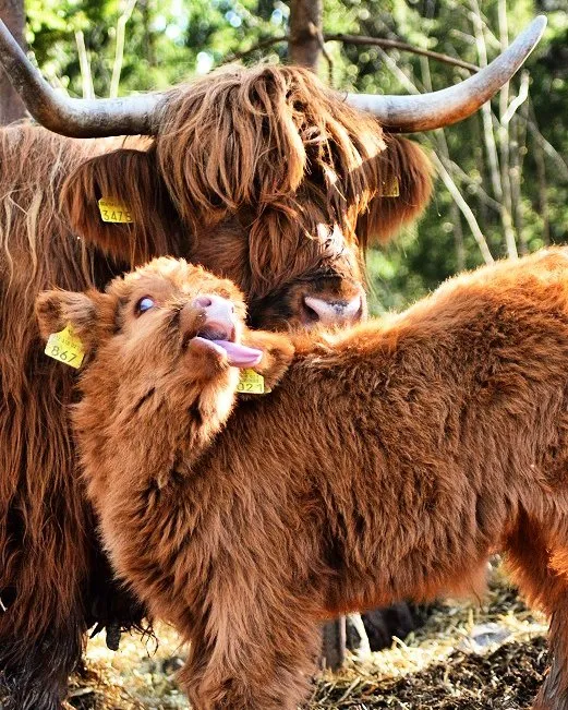 baby calf showing tongue 