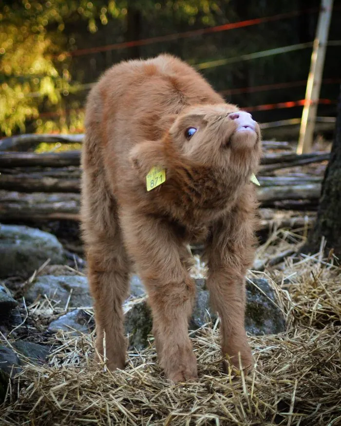 Si alguna vez estás triste, estos terneros de la raza Highland seguro que te hacen sonreír