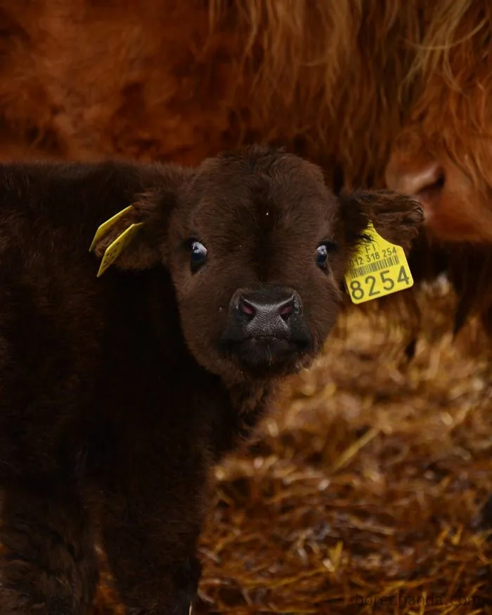 Si alguna vez estás triste, estos terneros de la raza Highland seguro que te hacen sonreír