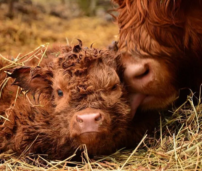 Si alguna vez estás triste, estos terneros de la raza Highland seguro que te hacen sonreír