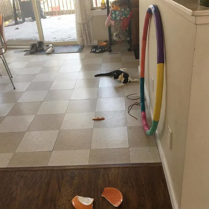 Kitty Calamity