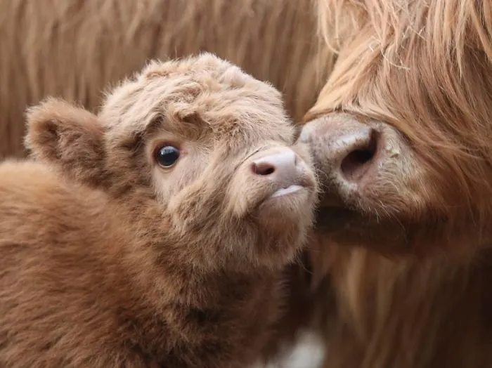 baby and mom calves snuggling 