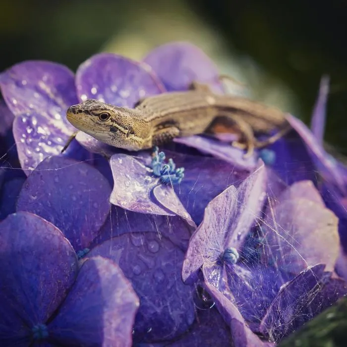 I Capture The Simple Beauty Of Nature In Japan