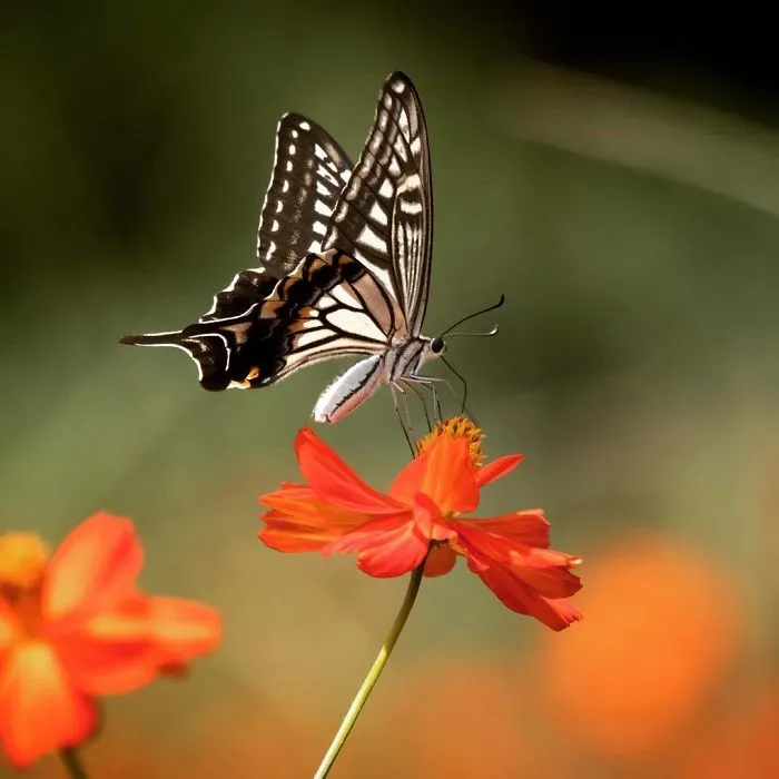 I Capture The Simple Beauty Of Nature In Japan