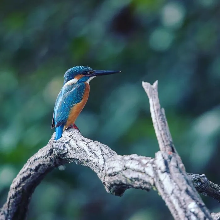 I Capture The Simple Beauty Of Nature In Japan