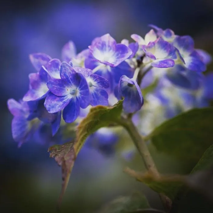 I Capture The Simple Beauty Of Nature In Japan