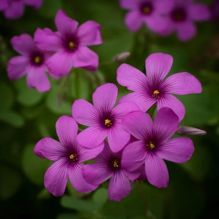 I Capture The Simple Beauty Of Nature In Japan