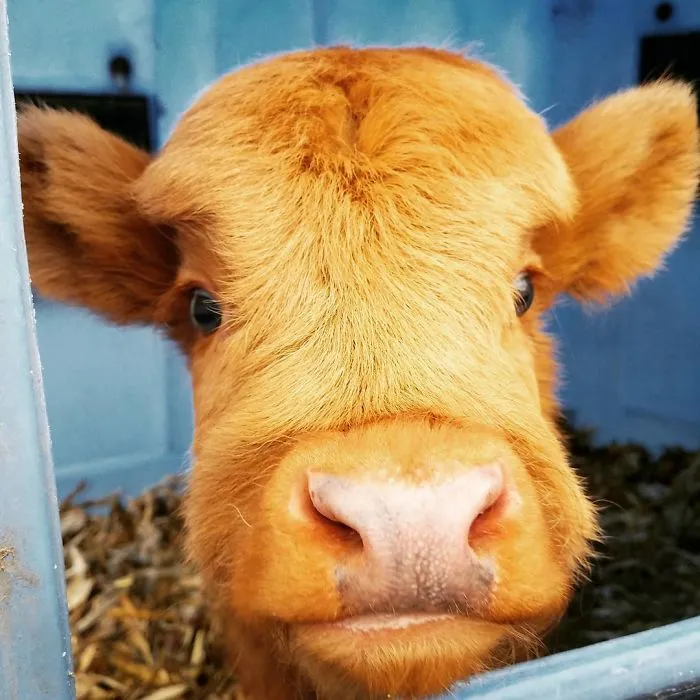 light brown baby calf 