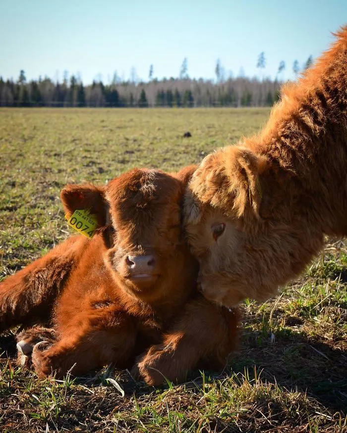 Si alguna vez estás triste, estos terneros de la raza Highland seguro que te hacen sonreír