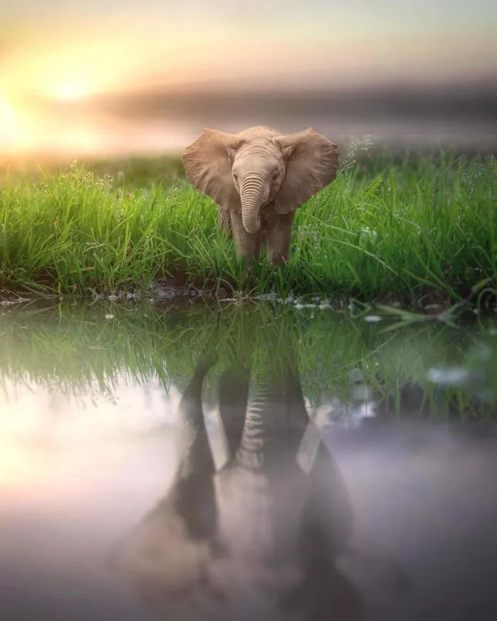 Imagino un mundo con animales gigantes en mis manipulaciones digitales