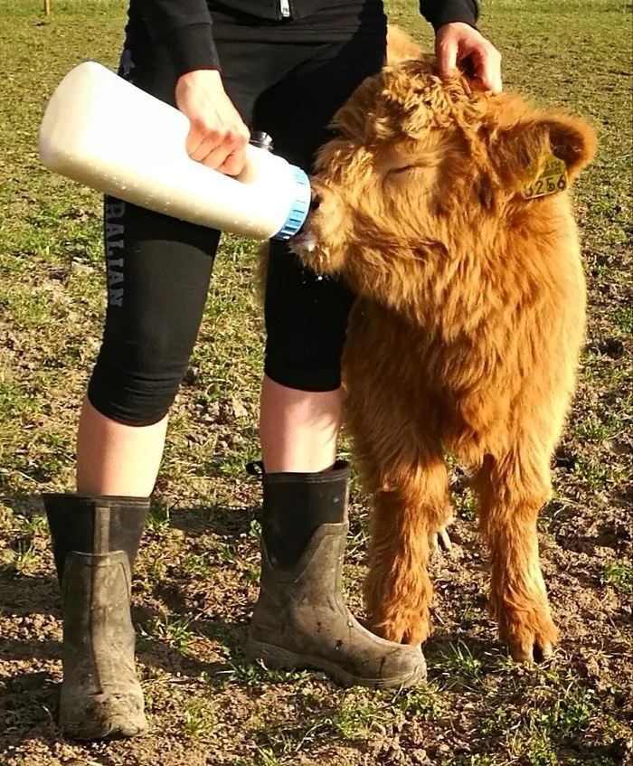 Si alguna vez estás triste, estos terneros de la raza Highland seguro que te hacen sonreír
