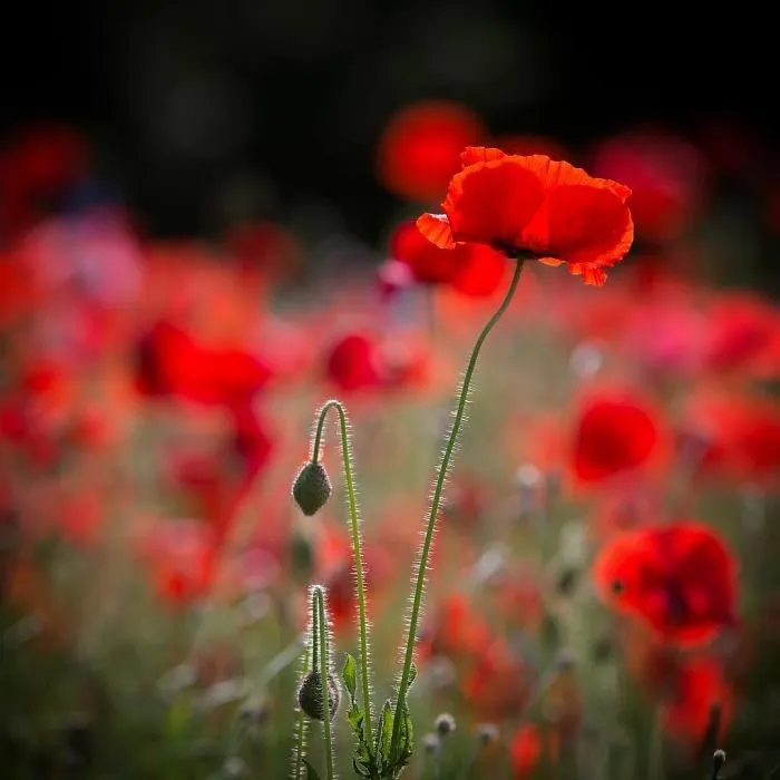 I Capture The Simple Beauty Of Nature In Japan