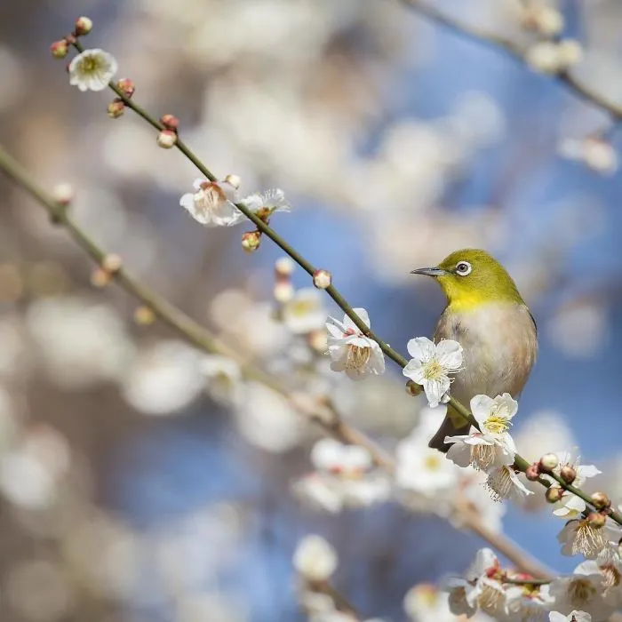 I Capture The Simple Beauty Of Nature In Japan