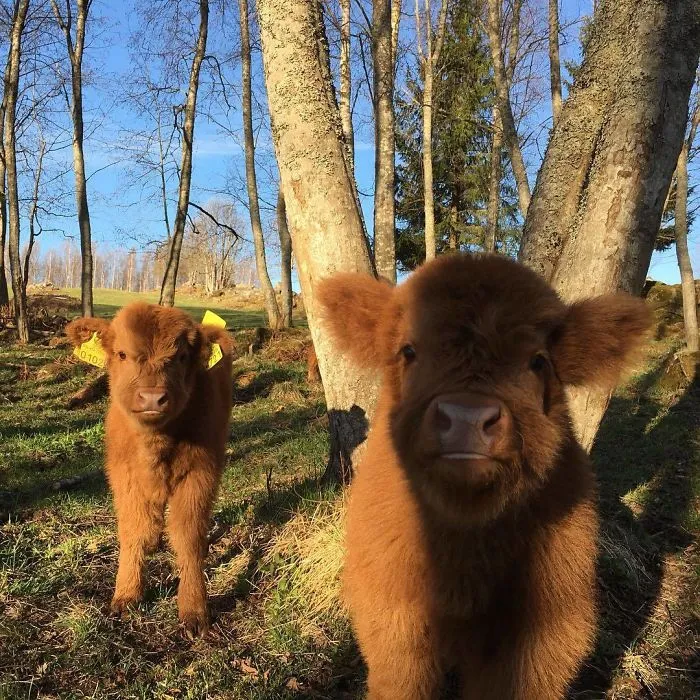 two baby calves in the woods 