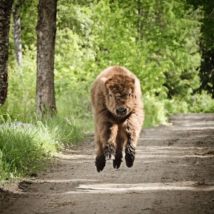calf running and jumping 
