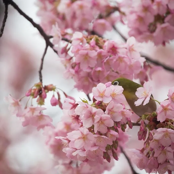 I Capture The Simple Beauty Of Nature In Japan