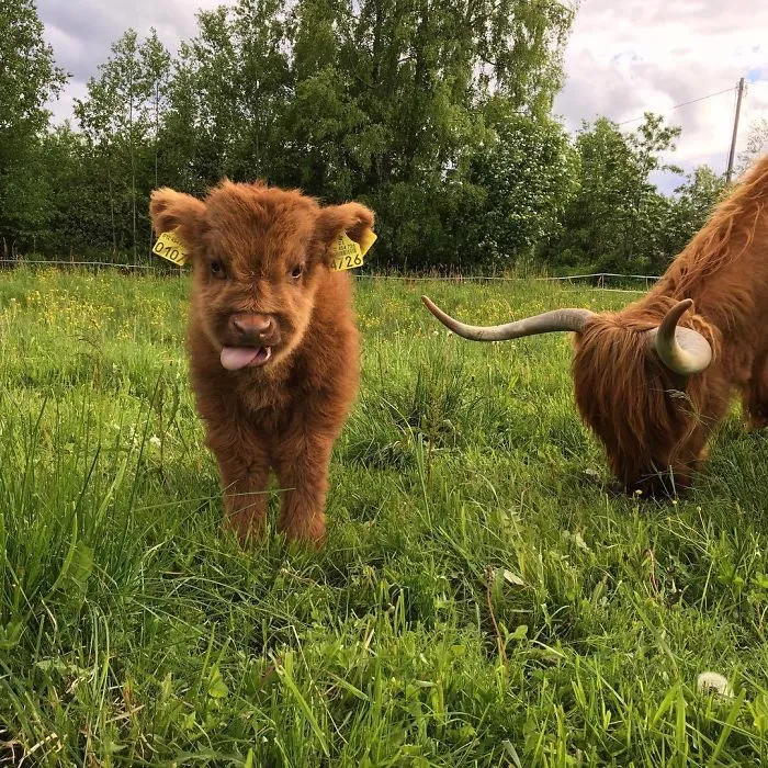 Si alguna vez estás triste, estos terneros de la raza Highland seguro que te hacen sonreír