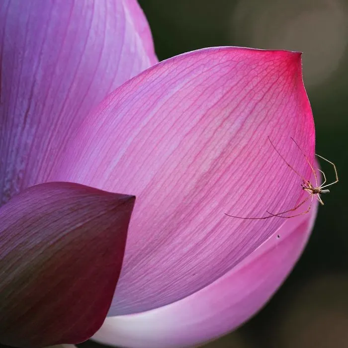 I Capture The Simple Beauty Of Nature In Japan