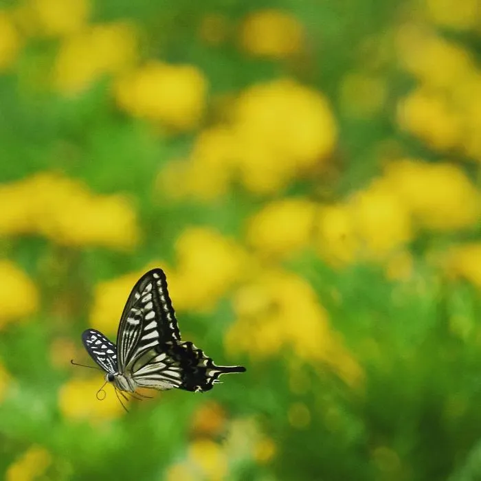 I Capture The Simple Beauty Of Nature In Japan