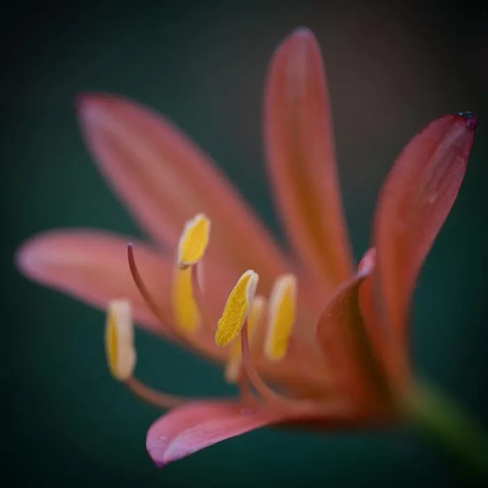 I Capture The Simple Beauty Of Nature In Japan
