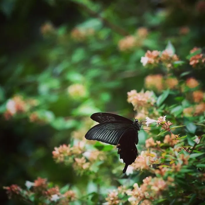 I Capture The Simple Beauty Of Nature In Japan