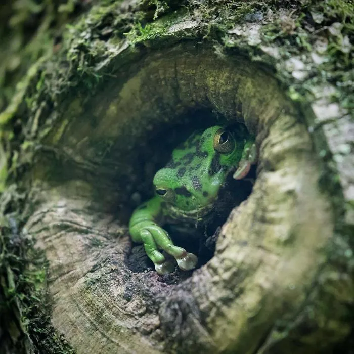 I Capture The Simple Beauty Of Nature In Japan