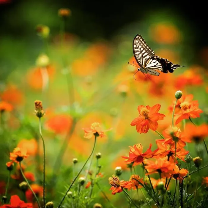 I Capture The Simple Beauty Of Nature In Japan
