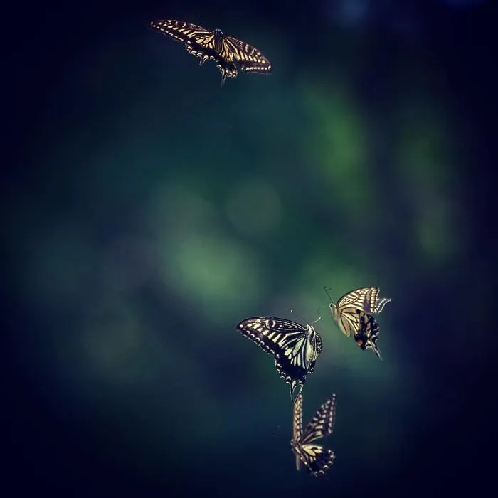 I Capture The Simple Beauty Of Nature In Japan