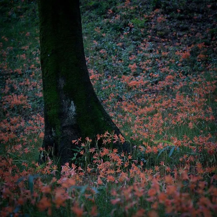 I Capture The Simple Beauty Of Nature In Japan