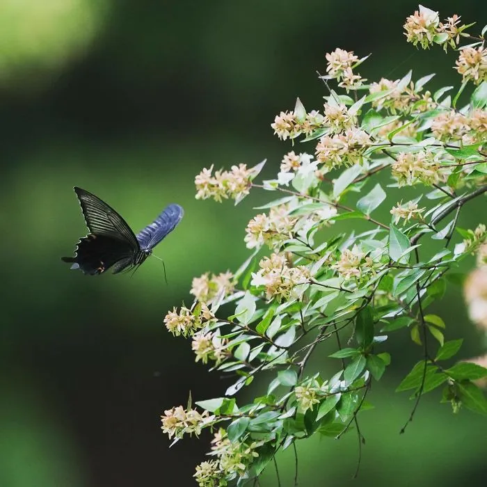 I Capture The Simple Beauty Of Nature In Japan