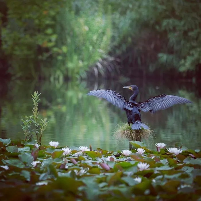 I Capture The Simple Beauty Of Nature In Japan