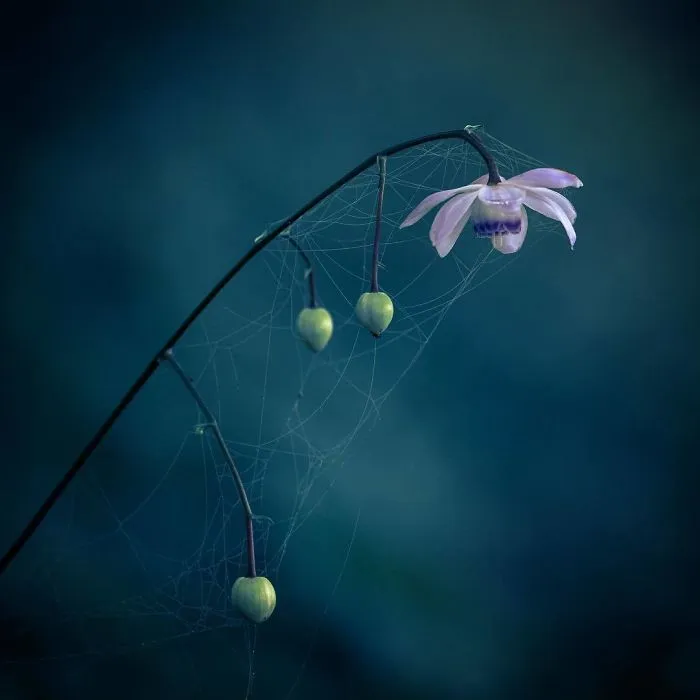 I Capture The Simple Beauty Of Nature In Japan