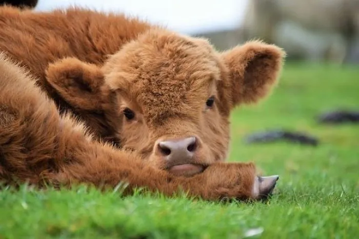 Sleepy Highland Calf