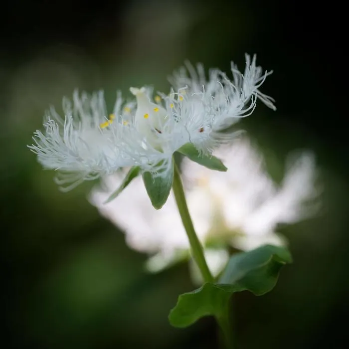 I Capture The Simple Beauty Of Nature In Japan