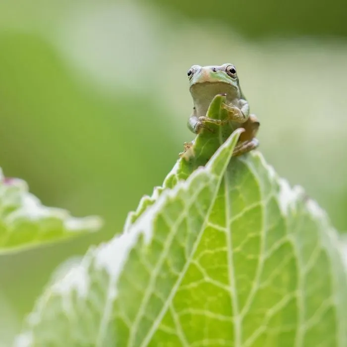 I Capture The Simple Beauty Of Nature In Japan