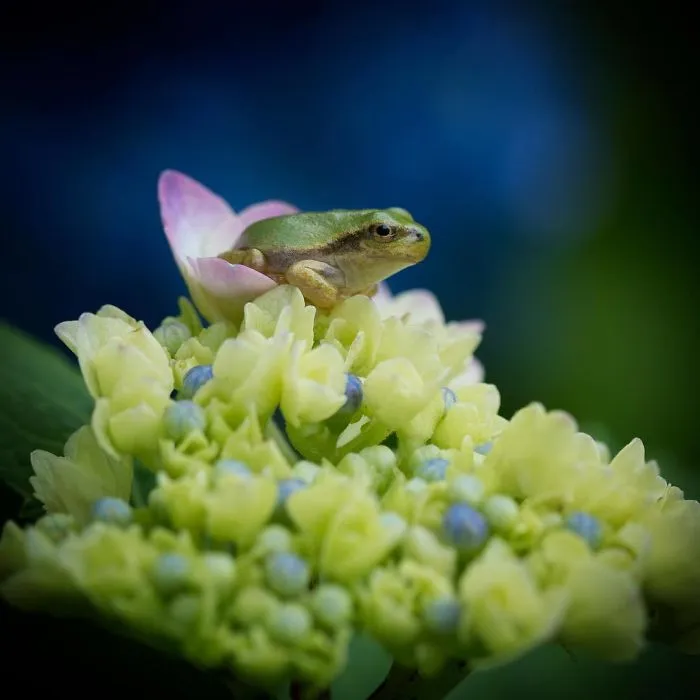 I Capture The Simple Beauty Of Nature In Japan