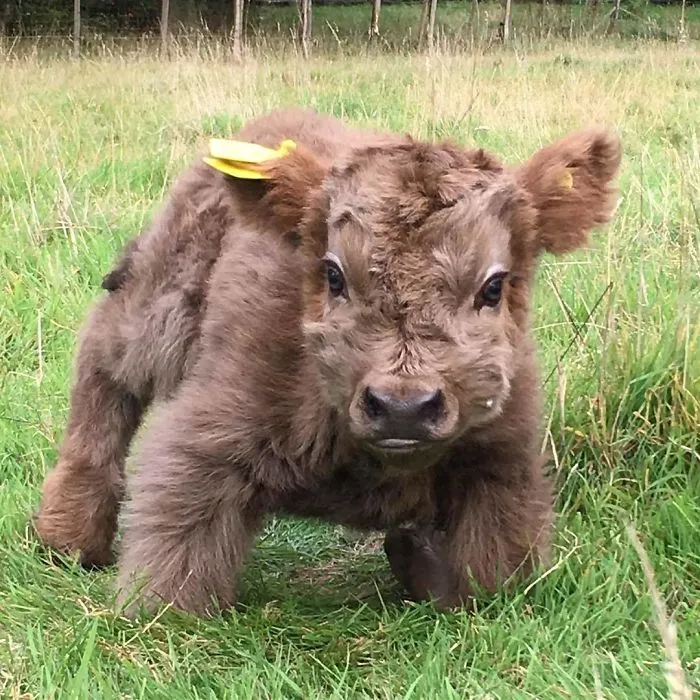 Si alguna vez estás triste, estos terneros de la raza Highland seguro que te hacen sonreír